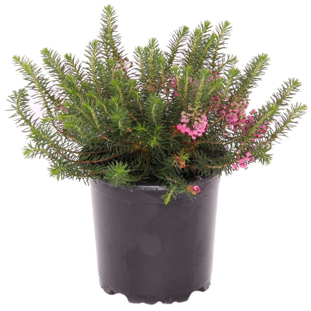 Vřesovec těkavý květináč 11cm-1