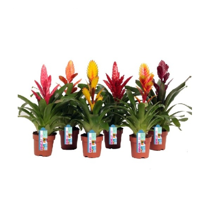 Pokojové rostliny okrasné květem - Vriesea extra mix květináč 12cm