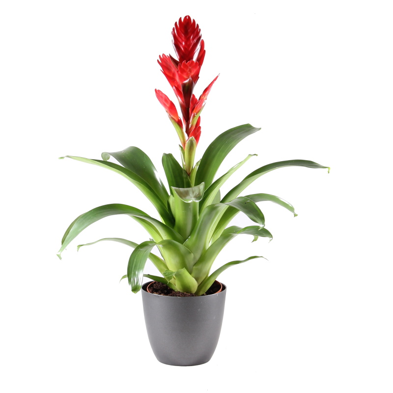 Kvetoucí pokojové rostliny - Vriesea mix květináč 12cm