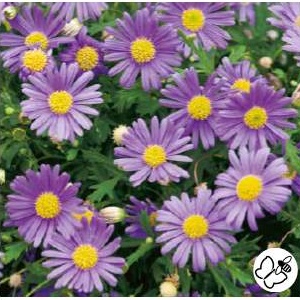 Převislé balkonové květiny - Všelicha fialová 4ks 11cm