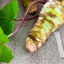 Neroubovaná sadba - Wasabi Mephisto Green neroubované 12cm