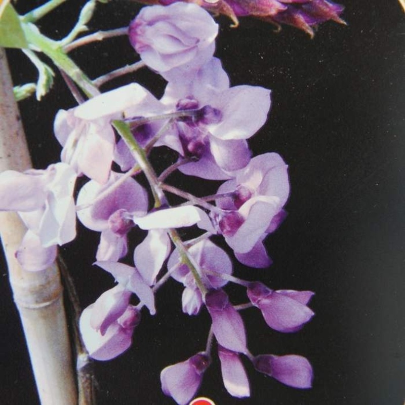 Popínavé rostliny - Wistárie vznešená Yokohama Fuji květináč 180 litrů, střecha