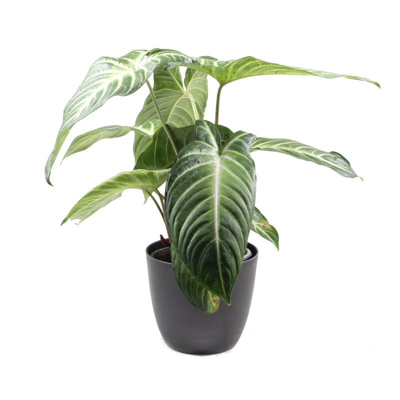 Okrasné pokojové rostliny - Xantosoma květináč 15cm