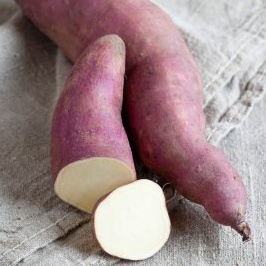 Neroubovaná sadba - Yacon Inka 12cm