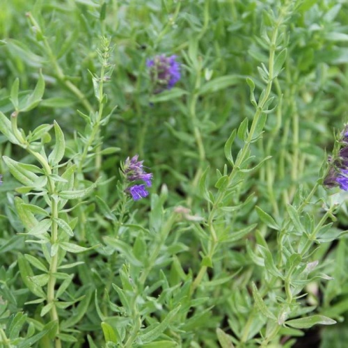 Bylinky - Yzop lékařský 9cm