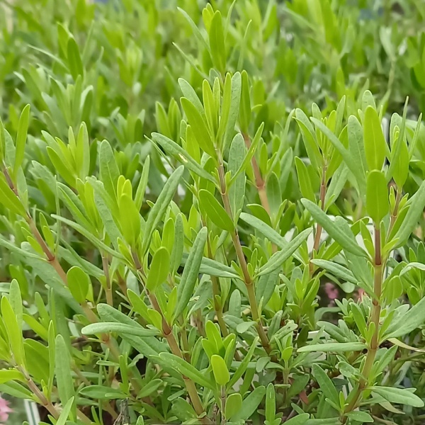 Bylinky - Yzop lékařský 'Roseus' 9cm