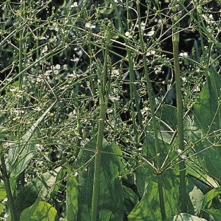 Vodní rostliny a lekníny - Žabník jitrocelový 3 litry