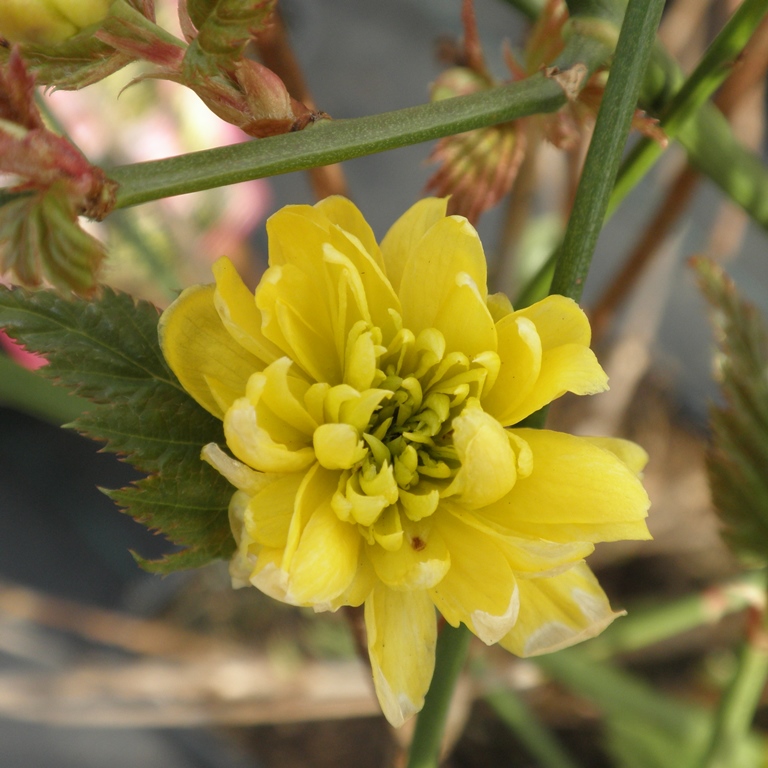 Keře okrasné květem - Zákula japonská 'Pleniflora' květináč 2,5 litru, výška 40/60cm, keř