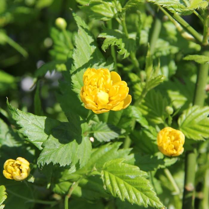 Keře okrasné květem - Zákula japonská 'Pleniflora' květináč 3 litry, výška 40/60cm, keř