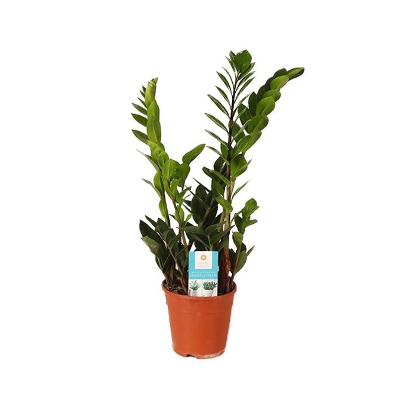 Okrasné pokojové rostliny - Zamioculcas zamiifolia P14 6+