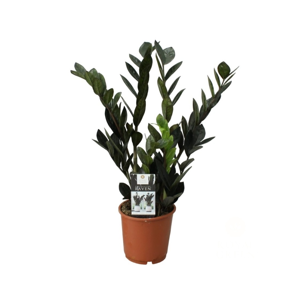 Okrasné pokojové rostliny - Zamioculcas zamiifolia Raven P17