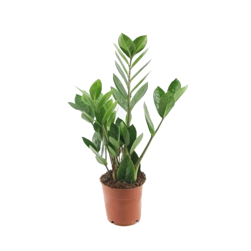 Okrasné pokojové rostliny - Zamiokulkas 3 až 4 listy, květináč 12cm