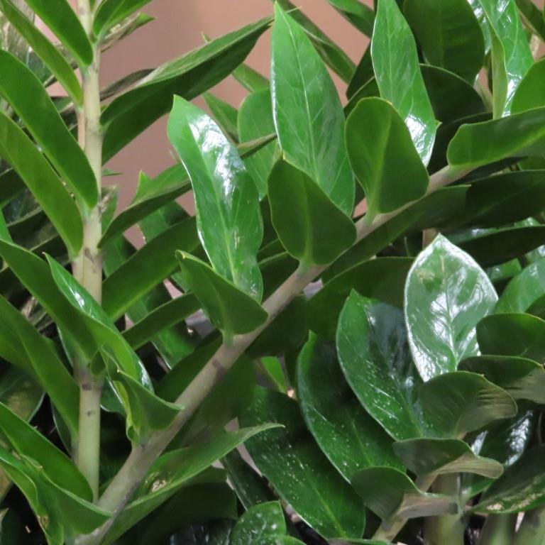 Zamiokulkas květináč 17cm-0