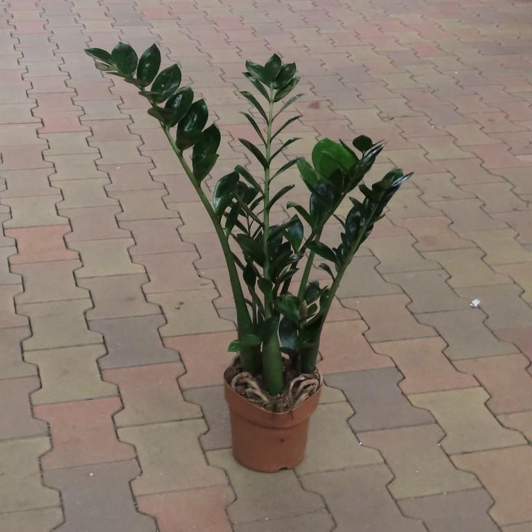 Zamiokulkas květináč 17cm-1