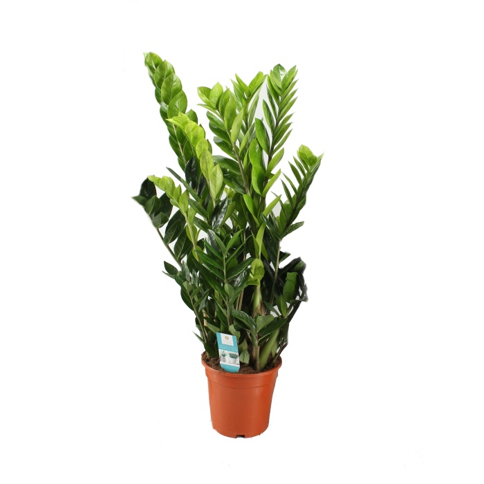 Okrasné pokojové rostliny - Zamiokulkas výška 80cm, květináč 21cm