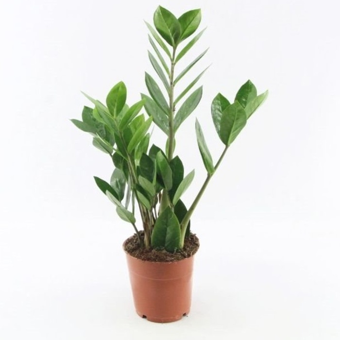 Okrasné pokojové rostliny - Zamiokulkas 'Zamicro' květináč 10,5cm