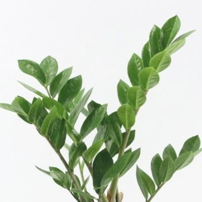 Zamiokulkas 'Zamicro' květináč 10,5cm-0