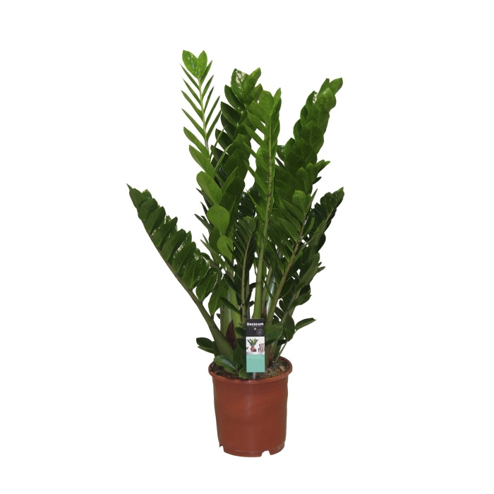 Okrasné pokojové rostliny - Zamiokulkas zamiolistý 8-10 litů, květináč 27cm