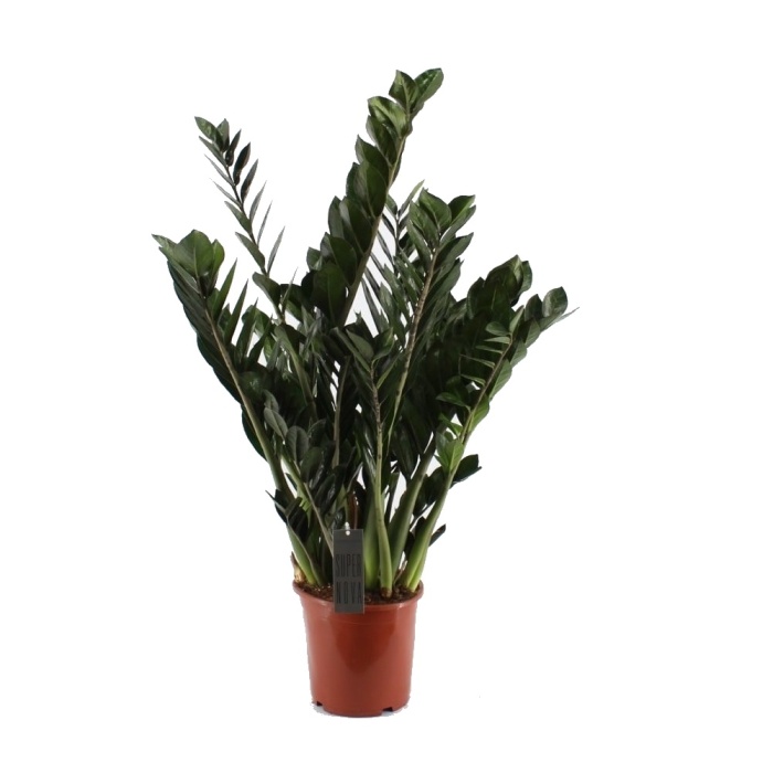 Okrasné pokojové rostliny - Zamiokulkas zamiolistý 'Super Nova' květináč 21cm