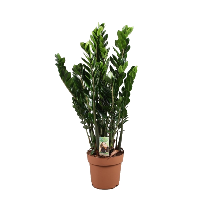 Okrasné pokojové rostliny - Zamiokulkas zamiolistý, výška 100cm, květináč 24cm