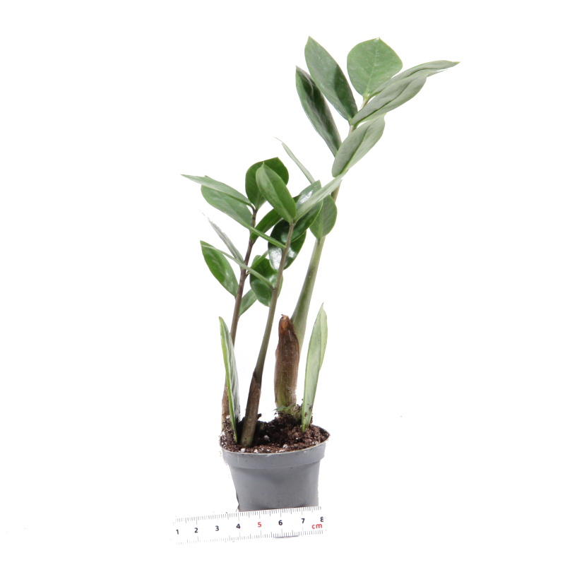 Okrasné pokojové rostliny - Zamiokulkas zamiolistý Zamicro květináč 6cm