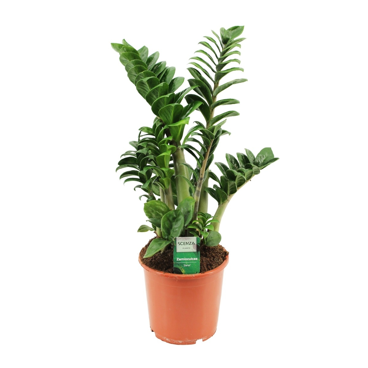 Okrasné pokojové rostliny - Zamiokulkas zamiolistý Zenzi květináč 17cm