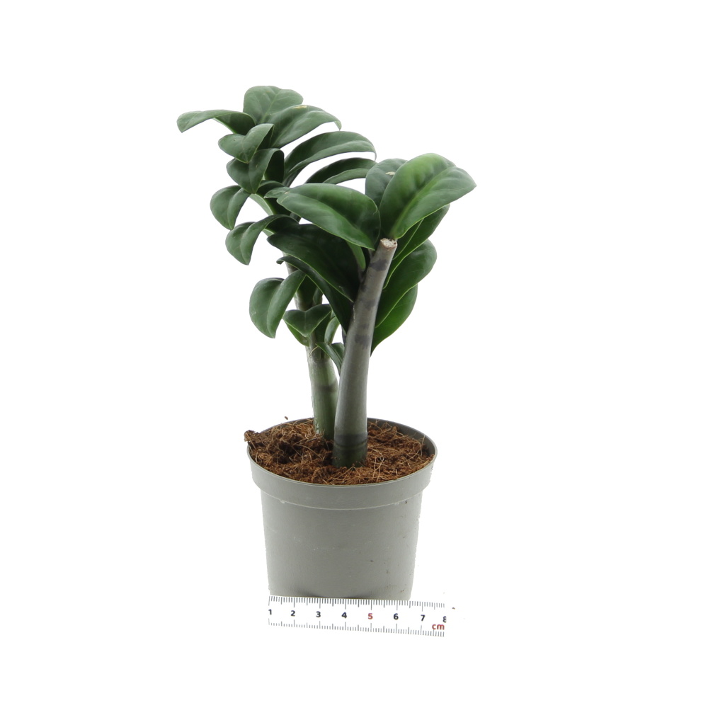 Okrasné pokojové rostliny - Zamiokulkas zamiolistý Zenzi květináč 9cm