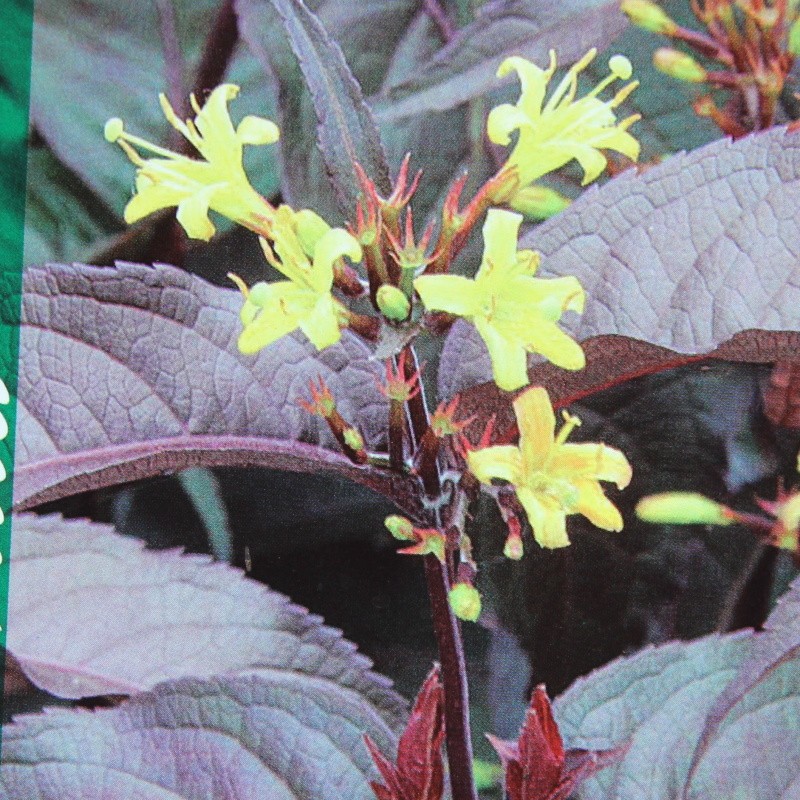 Keře okrasné květem - Zanice nádherná 'Diva' květináč 5 litrů, výška 40/60cm, keř