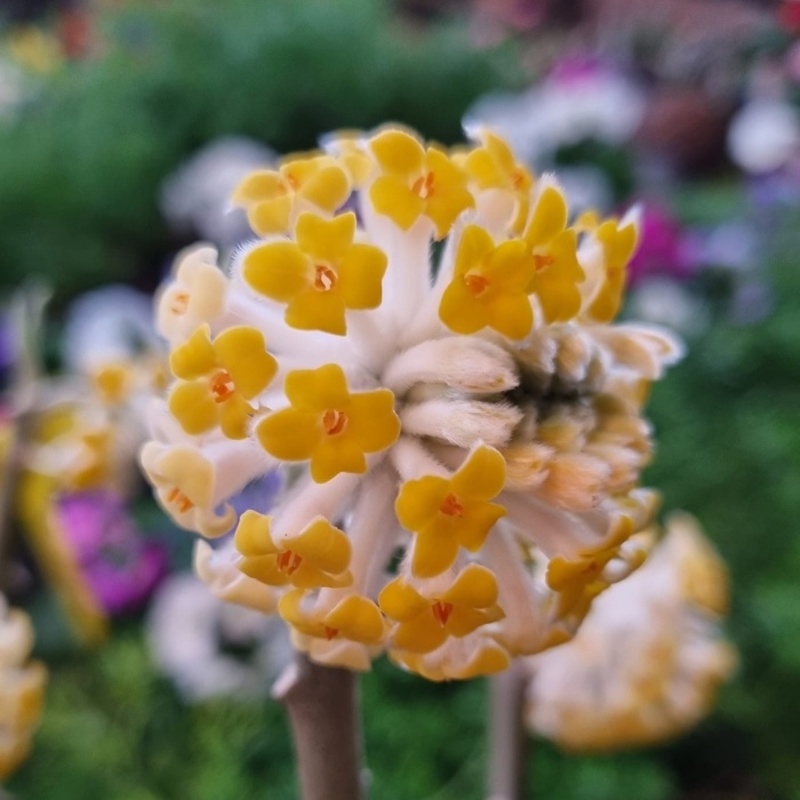 Keře okrasné květem - Zanice nádherná Grandiflora květináč 5 litrů