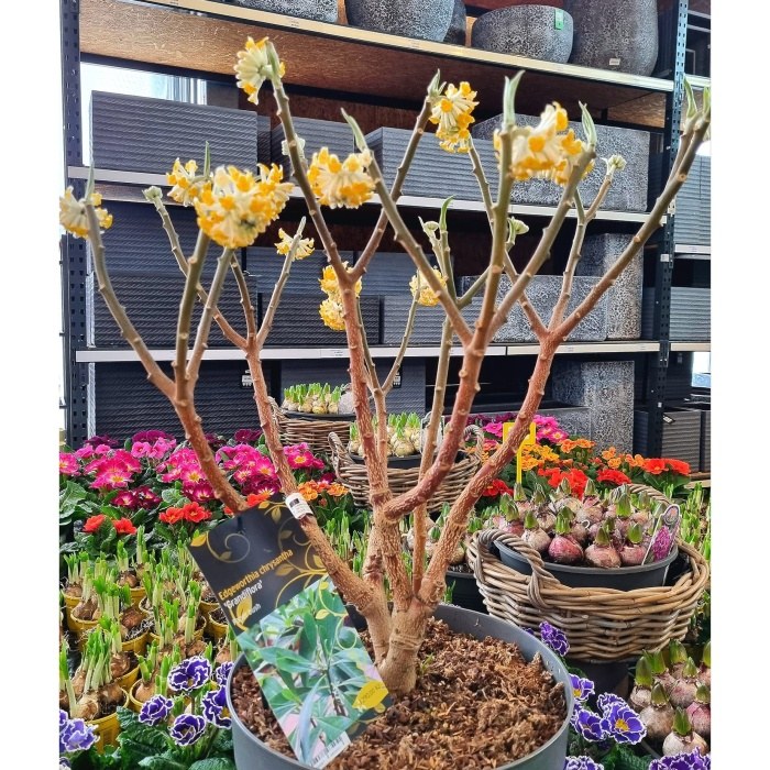 Zanice nádherná 'Grandiflora' výška 80/100cm, květináč 12 litrů-0