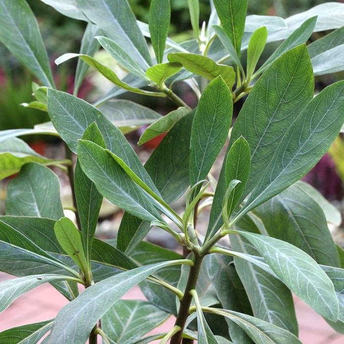 Zanice nádherná 'Grandiflora' výška 80/100cm, květináč 12 litrů-1