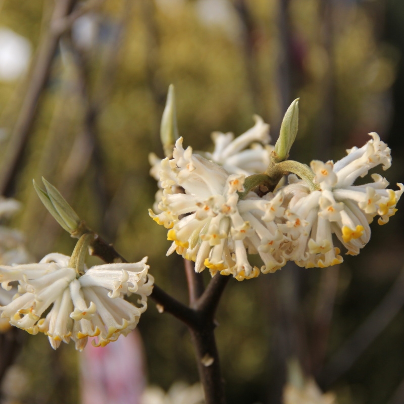 Keře okrasné květem - Zanice nádherná květináč 9 litrů, mini kmínek, stromek