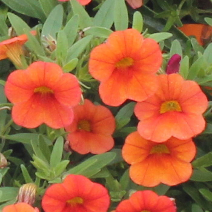 Západ slunce Lechuza-0