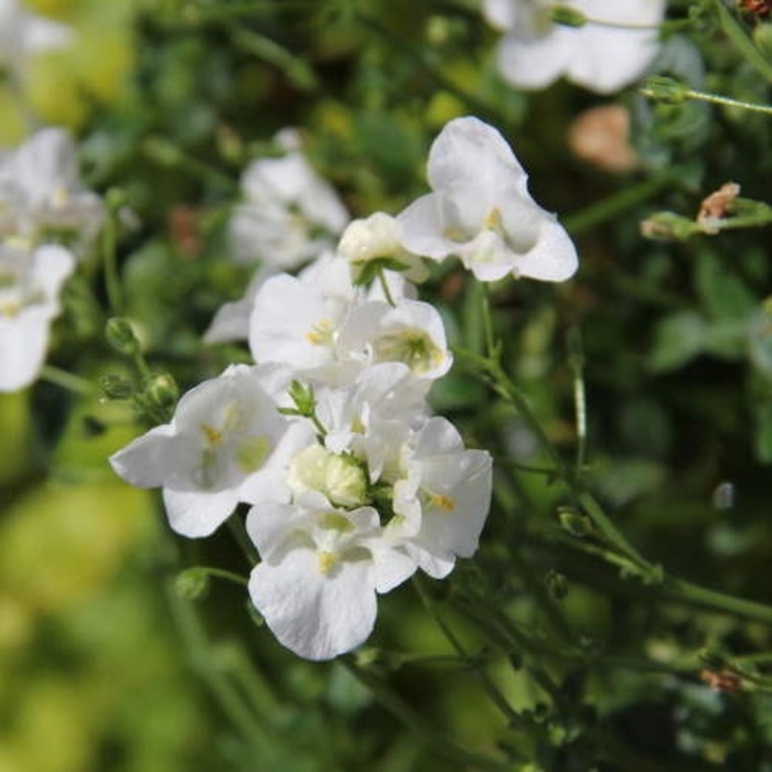 Západ slunce Lechuza-1