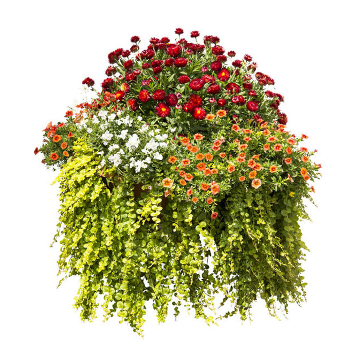 Květinové truhlíky - Západ slunce