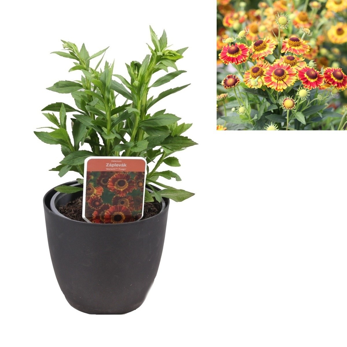 Na slunce - Záplevák Mariachi™ ‘Fuego 2 litry