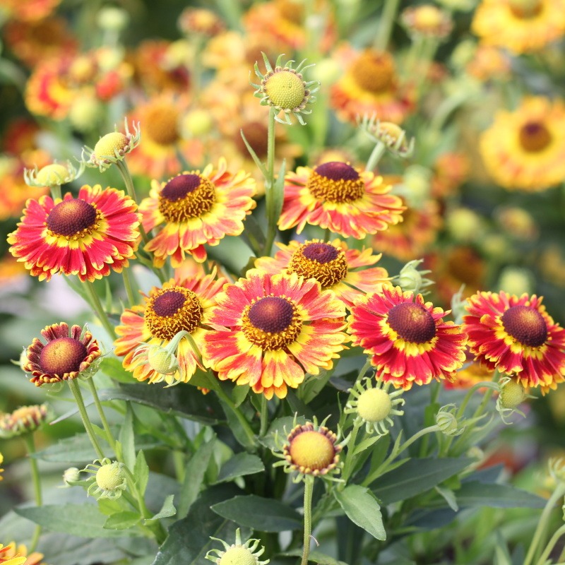 Záplevák Mariachi™ ‘Fuego 2 litry-0