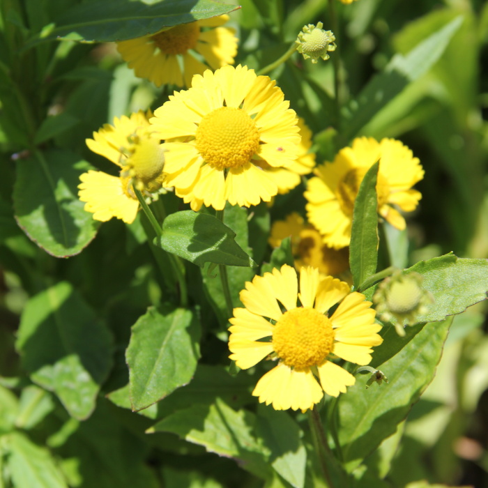 Na slunce - Záplevák Mariachi™ 'Sombrero' květináč 11cm
