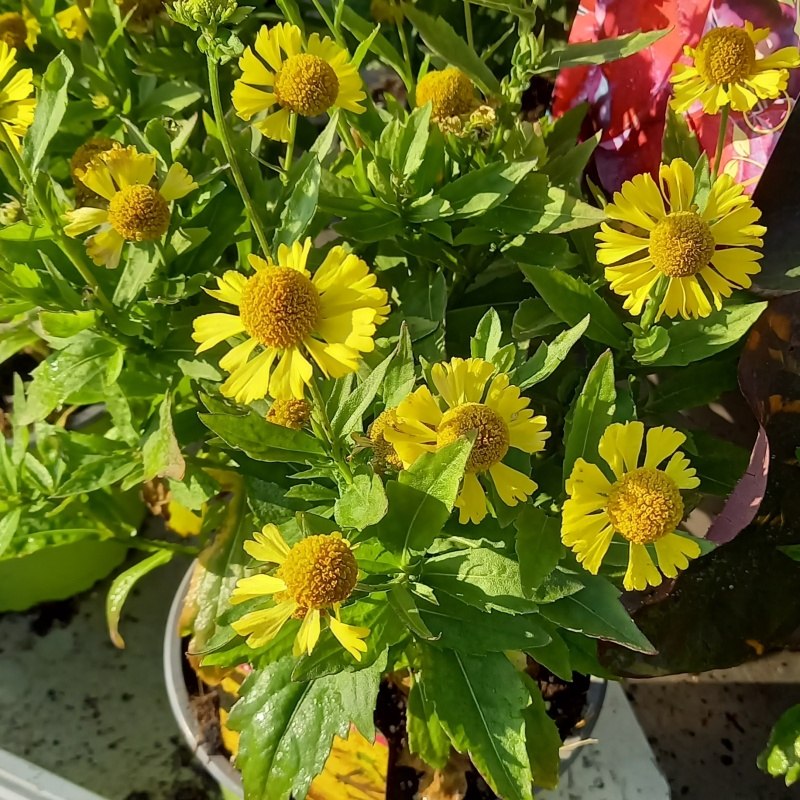 Na slunce - Záplevák Mariachi™ Sombrero květináč 2 litry