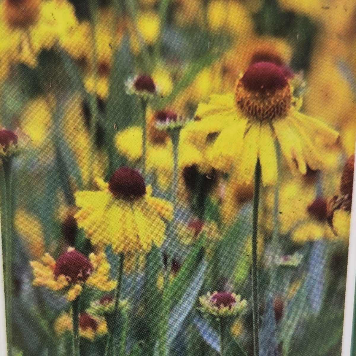 Na slunce - Záplevák podzimní Wessergold květináč 9cm
