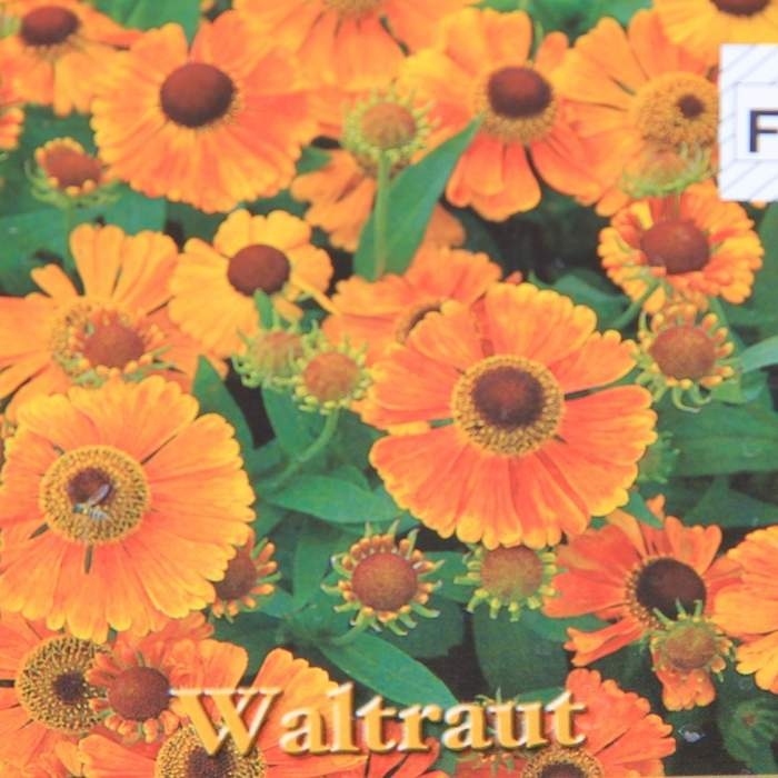 Trvalky k řezu - Záplevák 'Waltraut' květináč 9cm