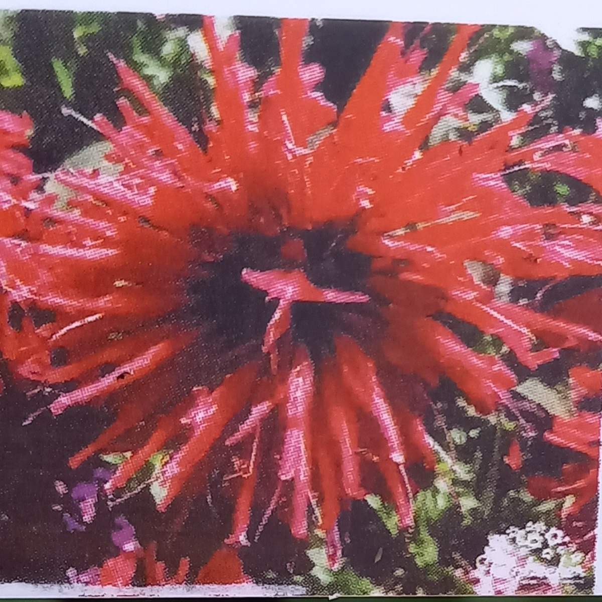 Na slunce - Zavinutka Bee Happy květináč 11cm