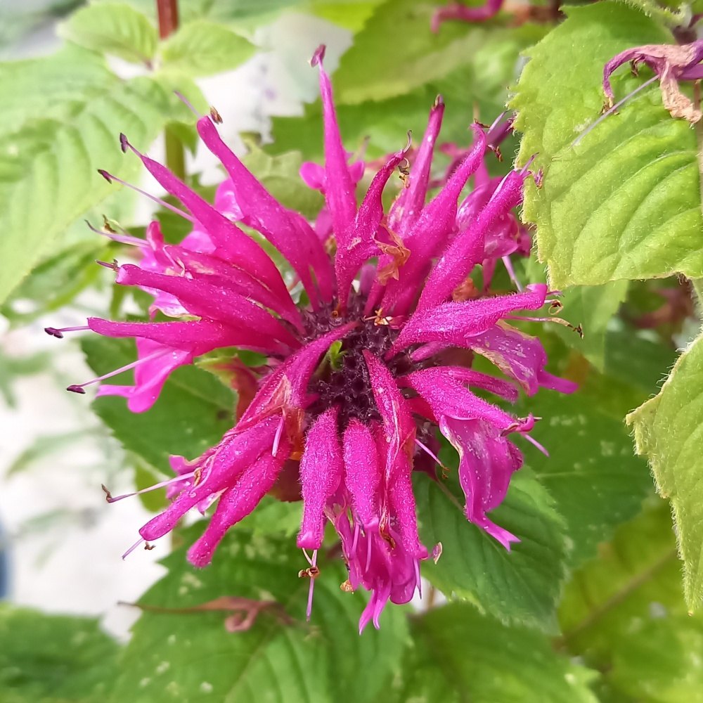 Na slunce - Zavinutka Melua Violet květináč 2 litry
