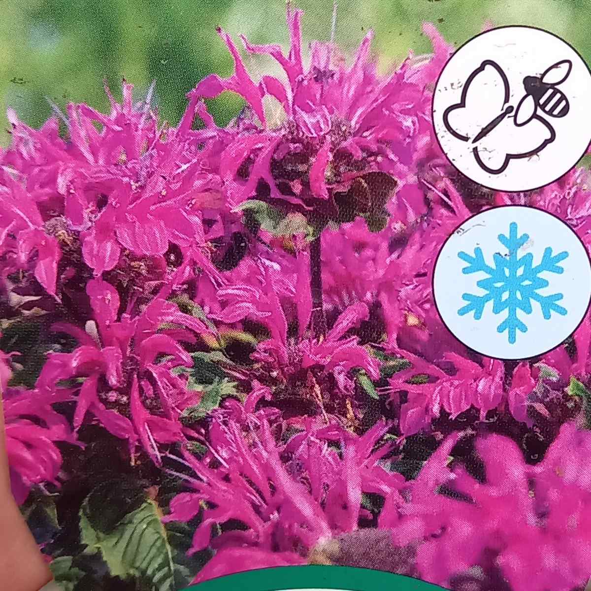 Zavinutka Melua Violet květináč 2 litry-1