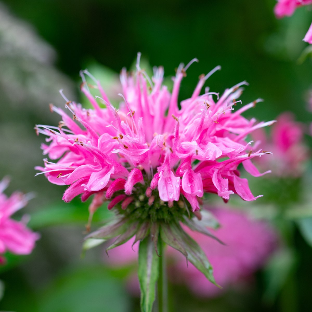 Na slunce - Zavinutka podvojná Melua Pink květinčá 2 litry