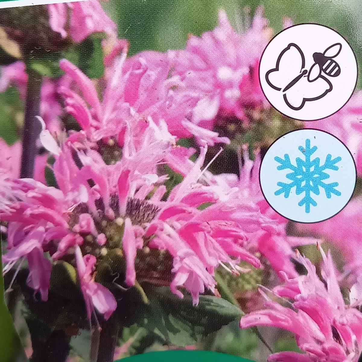 Zavinutka podvojná Melua Pink květinčá 2 litry-0