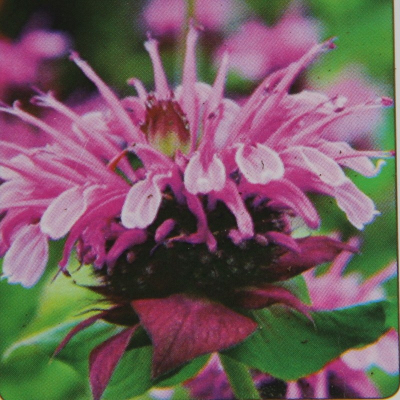 Rostliny - Zavinutka trubkovitá 'Beauty of Cobham' 9cm