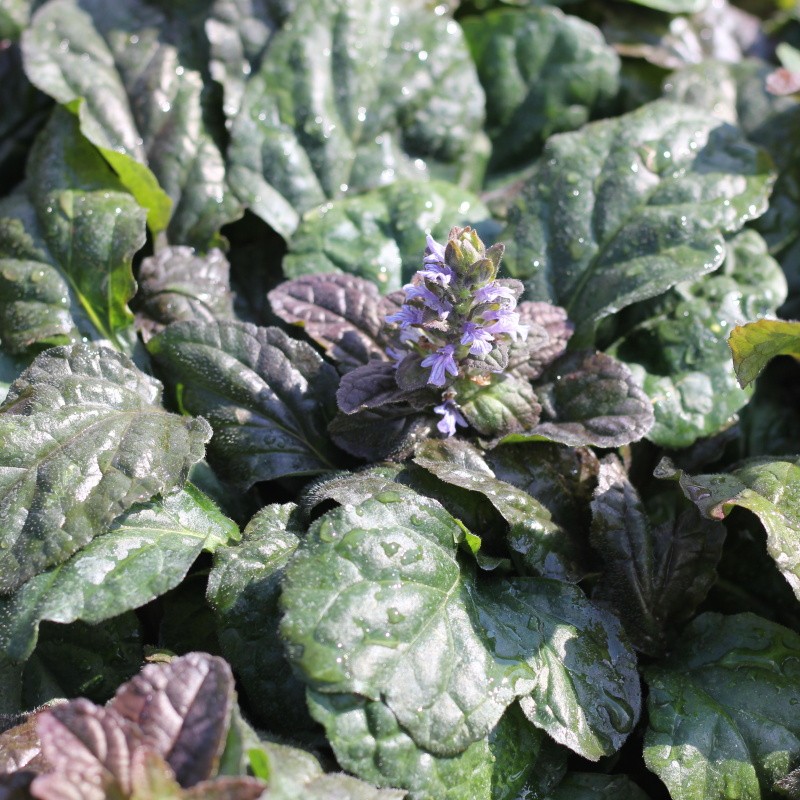 Skalničky - Zběhovec plazivý 'Atropurpurea' 12cm