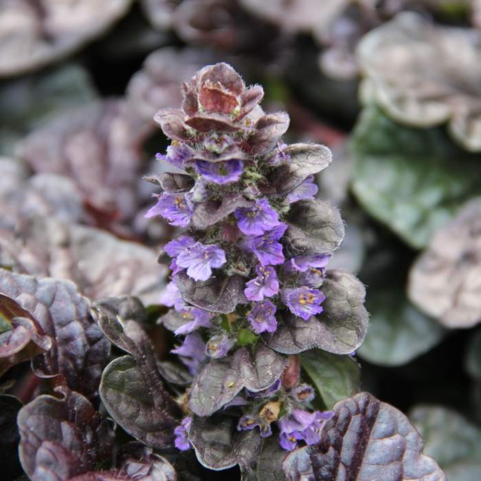 Skalničky - Zběhovec plazivý 'Black Scallop' 9cm