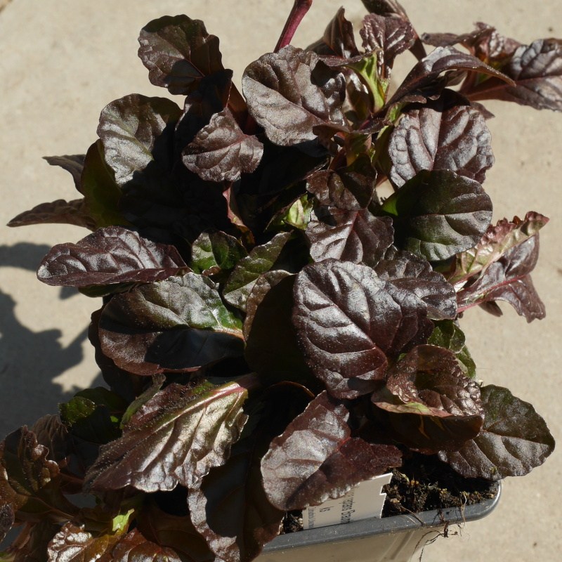 Skalničky - Zběhovec plazivý Braunherz 9cm